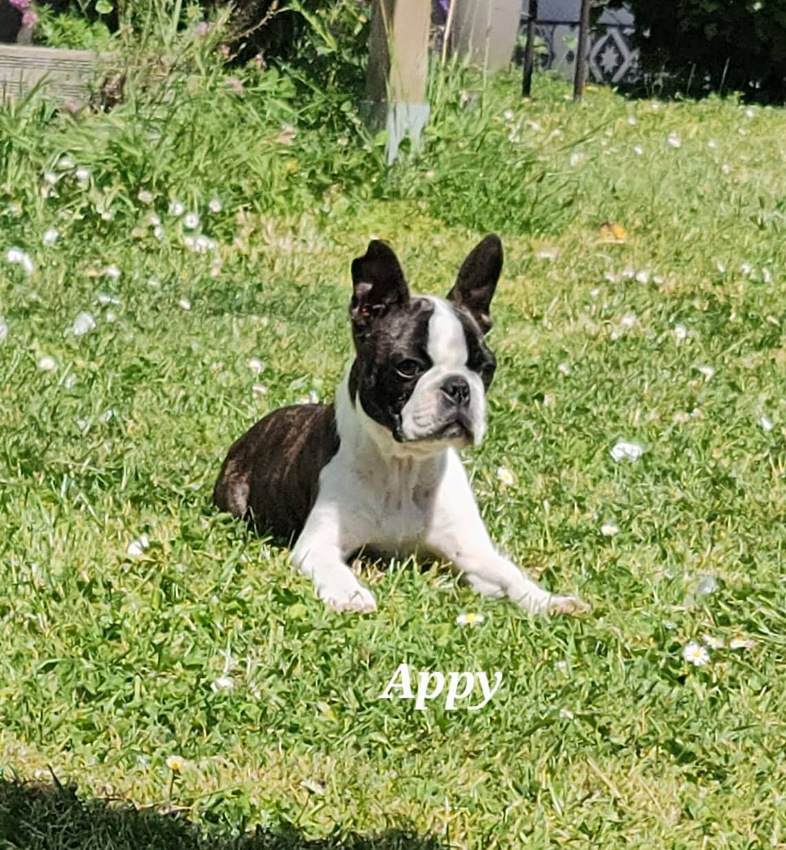 Cliquez pour agrandir appy de Raya et compagnie La Rochelle