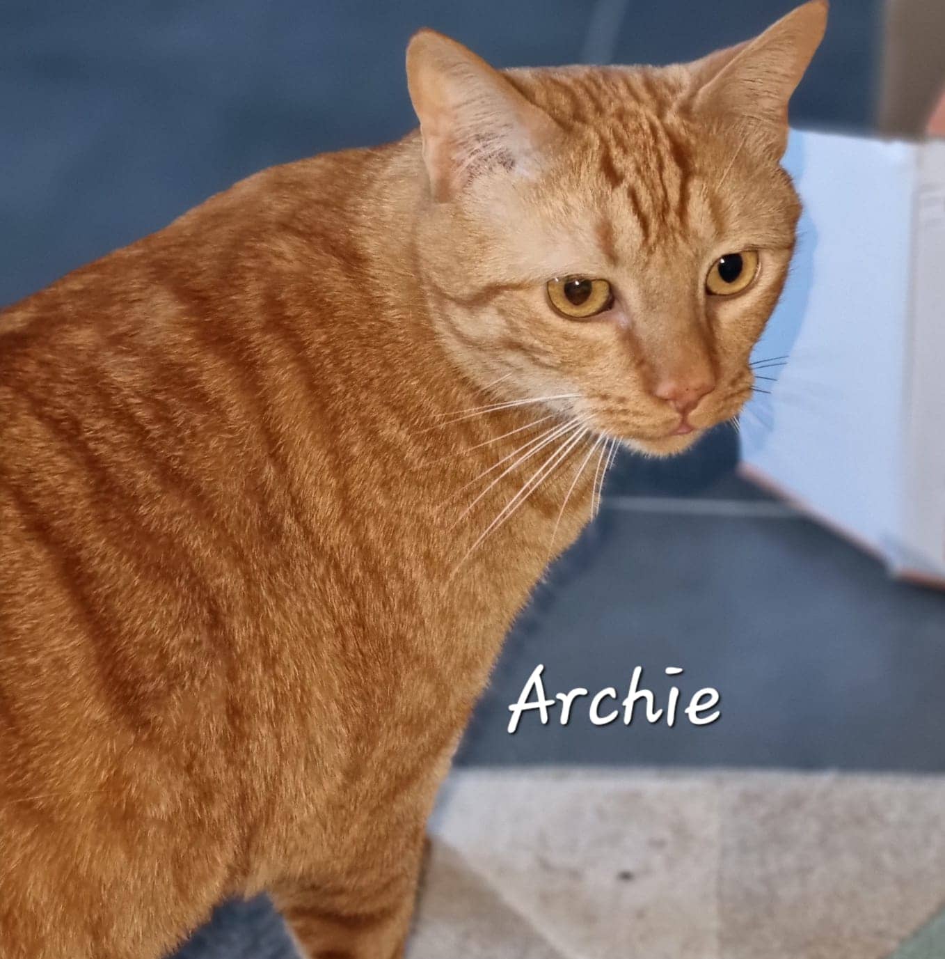 Archie de Raya et compagnie