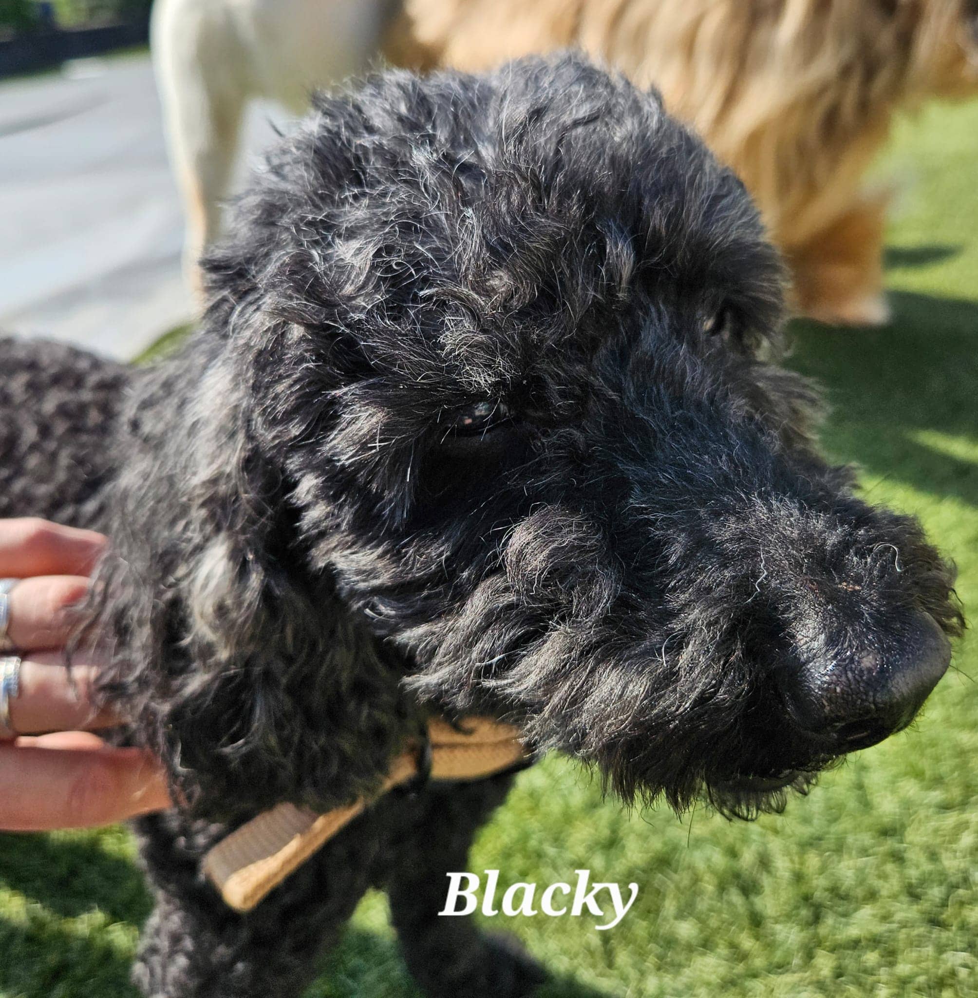 Cliquez pour agrandir blacky de Raya et compagnie La Rochelle