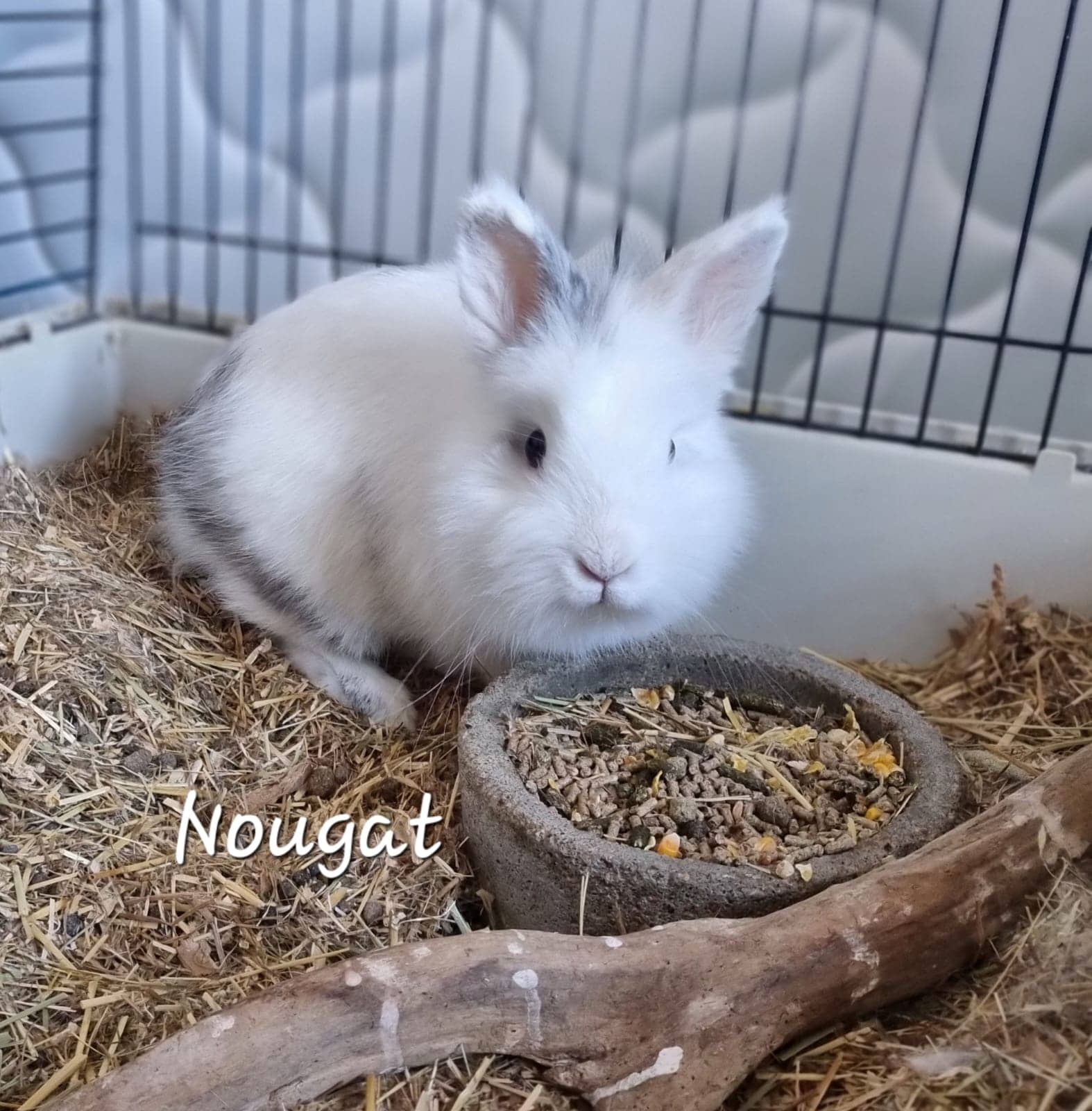 Nougat de Raya et compagnie