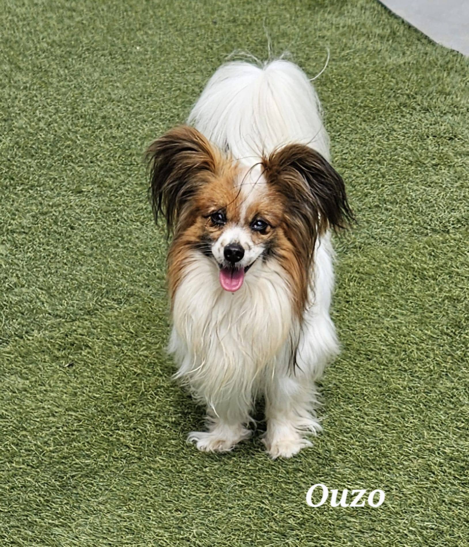 Cliquez pour agrandir ouzo de Raya et compagnie La Rochelle