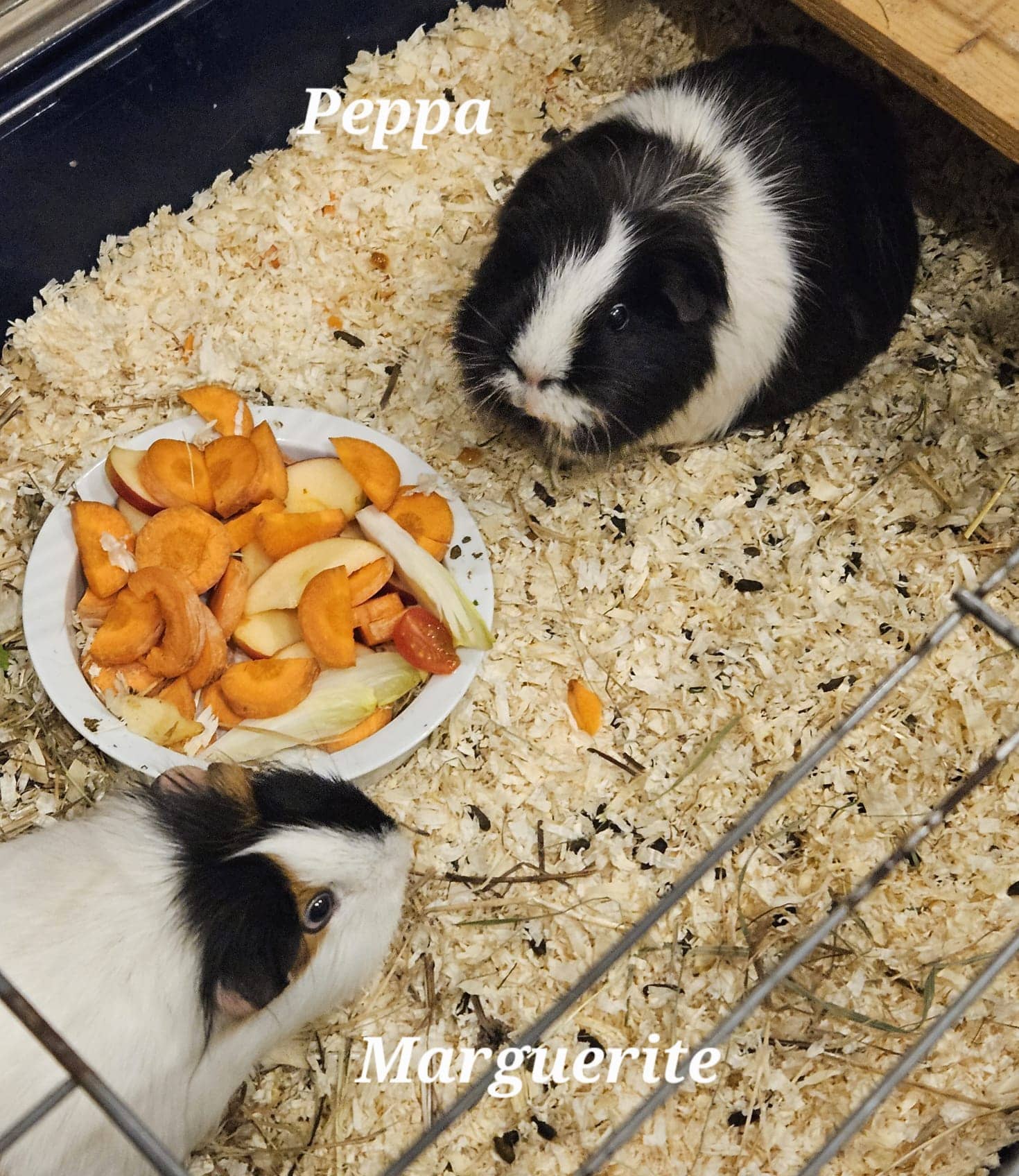 Cliquez pour agrandir peppa de Raya et compagnie La Rochelle