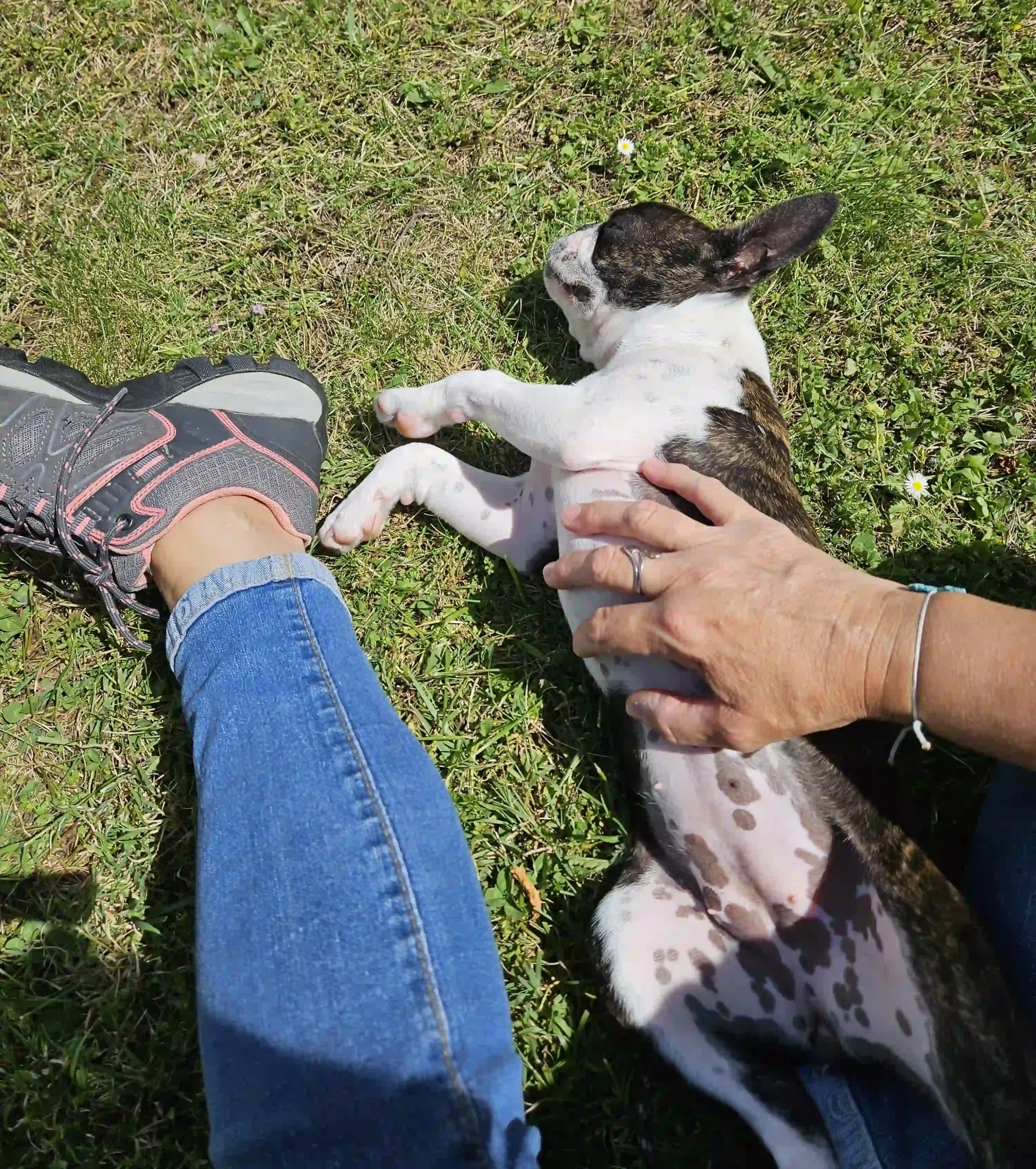 Dog sitter La Rochelle